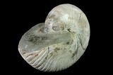 Fossil Nautilus (Cymatoceras) - Madagascar #140433-2